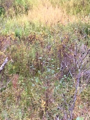 Spiraea alba latifolia