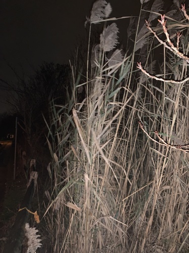 photo of Common Reed (Phragmites australis)