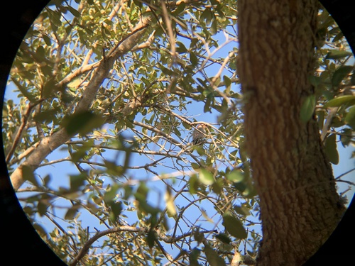 Melanerpes carolinus image