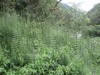 Mexican Giant Horsetail - Photo (c) paddeladdi, some rights reserved (CC BY-NC), uploaded by paddeladdi