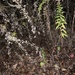 photo of Sunflowers, Daisies, Asters, And Allies (Asteraceae)