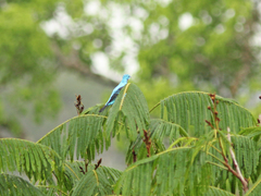 Cotinga cayana