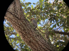 Melanerpes carolinus image