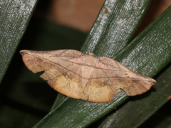 Xenomusa metallica