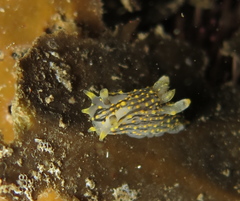 Polycera quadrilineata