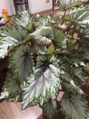 Begonia rex-cultorum