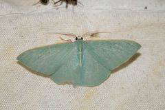Chlorocoma assimilis