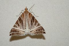 Phrataria replicataria