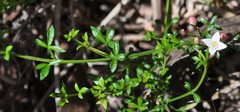 Cyanothamnus nanus nanus