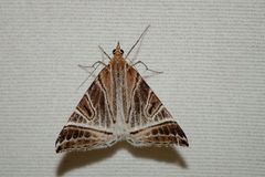 Phrataria replicataria