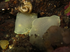 Cadlina laevis