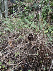 Lonicera caprifolium