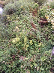 Matteuccia struthiopteris