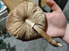 Macrolepiota excoriata