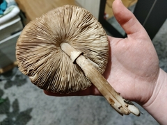 Macrolepiota excoriata