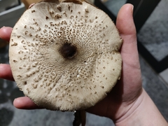 Macrolepiota excoriata
