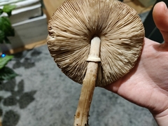 Macrolepiota excoriata