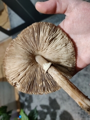 Macrolepiota excoriata