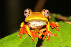 Boana diabolica