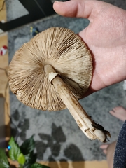 Macrolepiota excoriata
