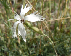 Dianthus lumnitzeri