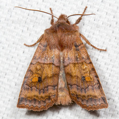 Eupsilia tristigmata