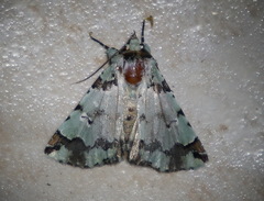 Pansemna beryllodes