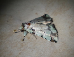Pansemna beryllodes