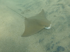 Rhinoptera steindachneri