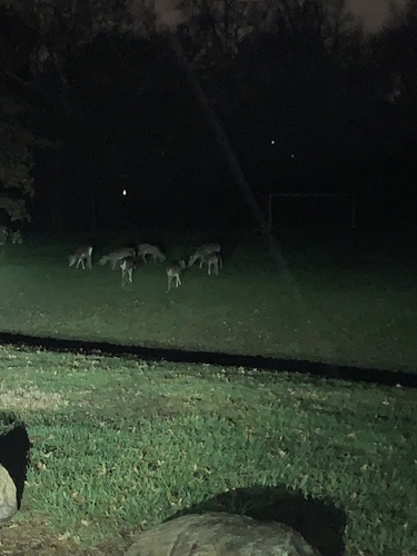 photo of White-tailed Deer (Odocoileus virginianus)