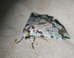 Pansemna beryllodes
