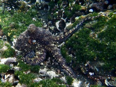 Octopus oculifer image