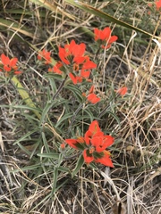 Castilleja rigida
