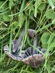 Mycena