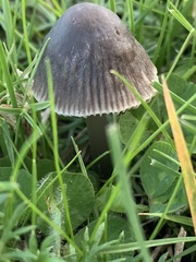 Mycena