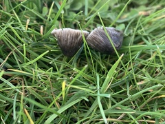 Mycena