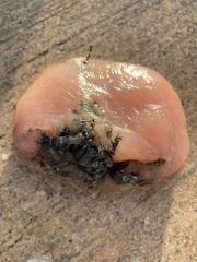 Aplidium stellatum