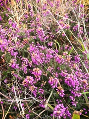 Erica cinerea