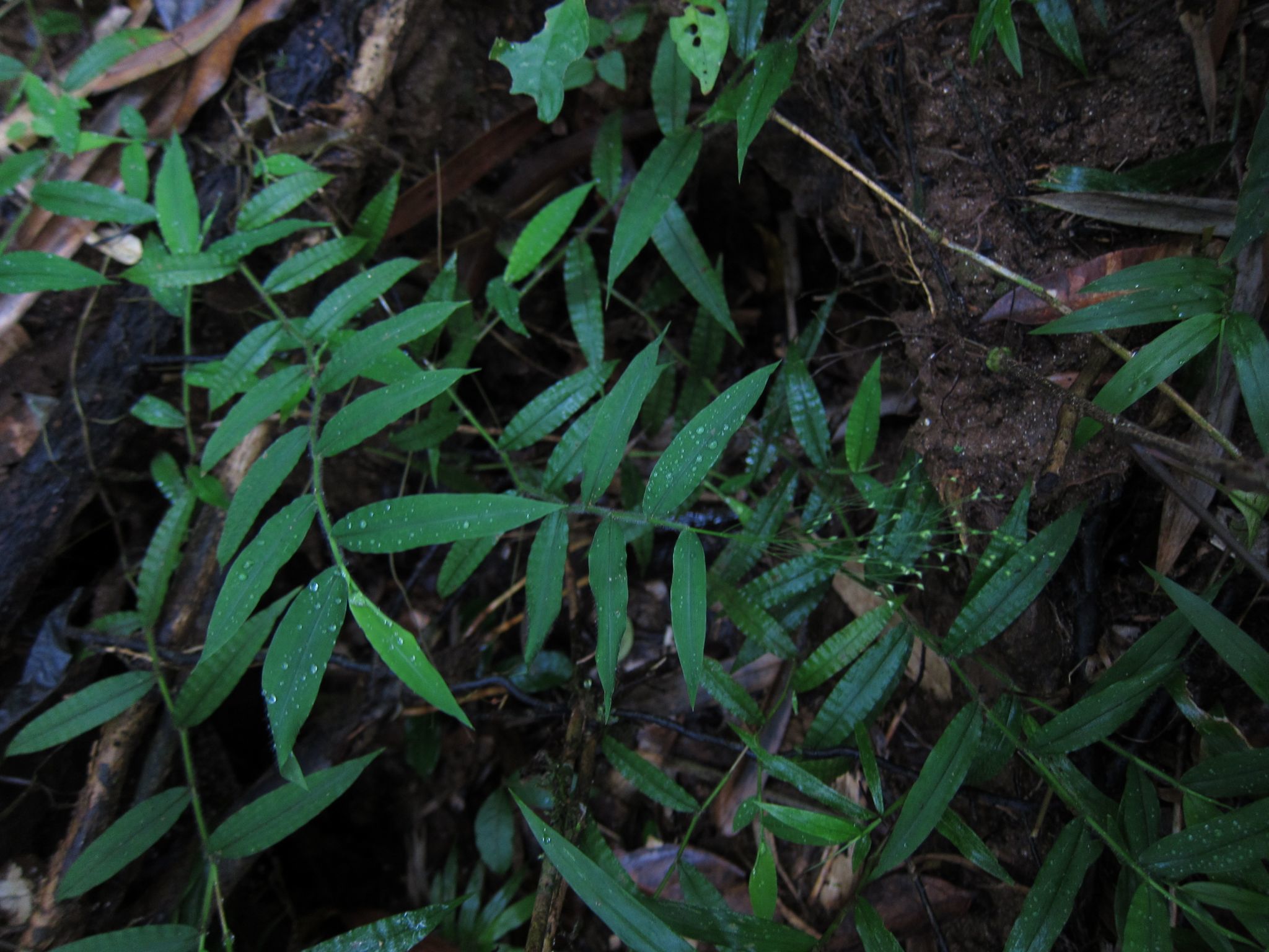 (c) bat (Maria Vorontsova), aucun droit réservé (CC0) https://www.inaturalist.org/observations/64970895