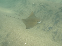 Rhinoptera steindachneri