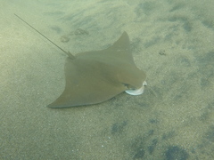 Rhinoptera steindachneri