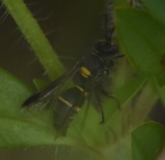 Hoplisoides semipunctatus