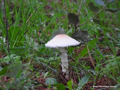 Lepiota erminea
