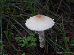 Lepiota erminea