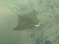 Rhinoptera steindachneri