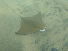 Rhinoptera steindachneri