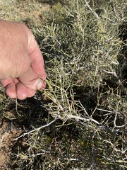 Ephedra antisyphilitica