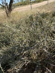 Ephedra antisyphilitica