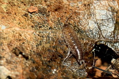 Chaetophiloscia sicula