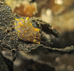 Polycera quadrilineata